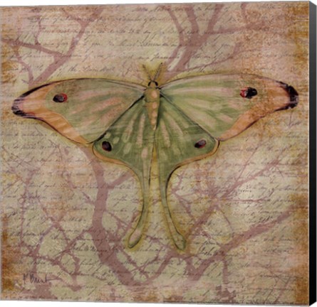Framed Vintage Butterflies III Print