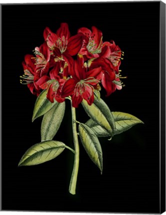 Framed Crimson Flowers on Black (A) II Print