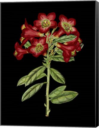 Framed Crimson Flowers on Black (A) IV Print