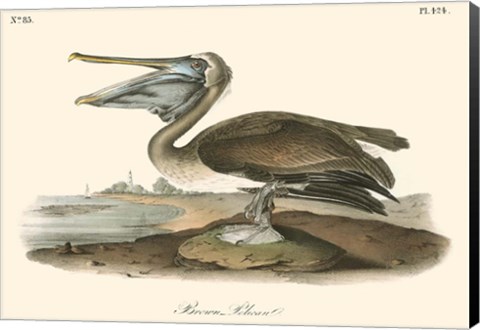Framed Brown Pelican (horizontal) Print
