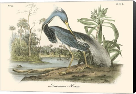 Framed Louisiana Heron Print