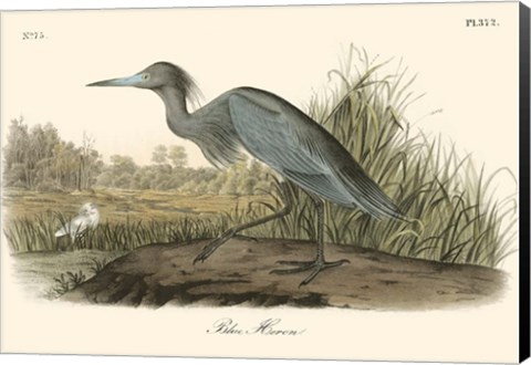 Framed Blue Heron Print