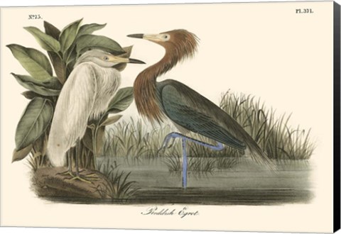 Framed Reddish Egret Print