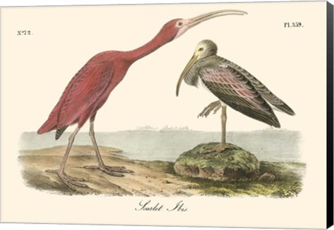 Framed Scarlet Ibis Print
