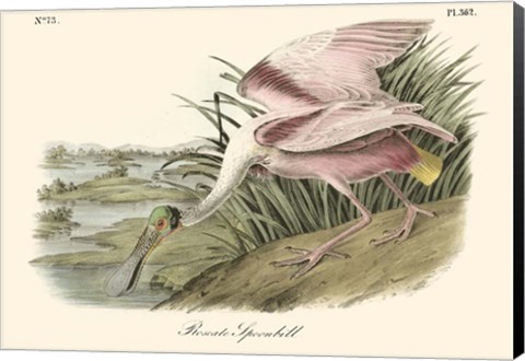 Framed Roseate Spoonbill (light pink) Print