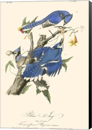 Framed Audubon Blue Jays Print