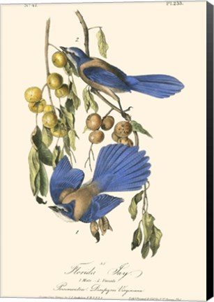 Framed Audubon Florida Jays Print