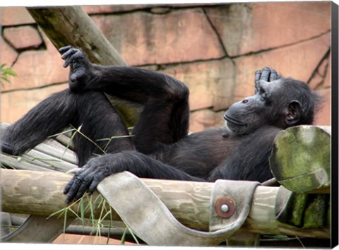 Framed Chimp - Just relaxing Print