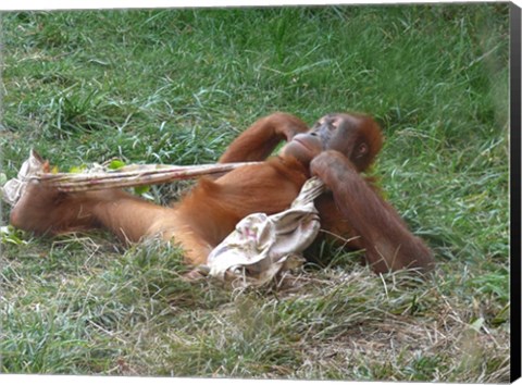 Framed Orangutan - Stretchin out Print