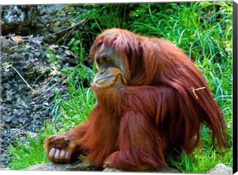 Framed Orangutan - Giving it some thought Print