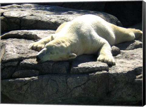 Framed Polar Bear  - Time to take five Print