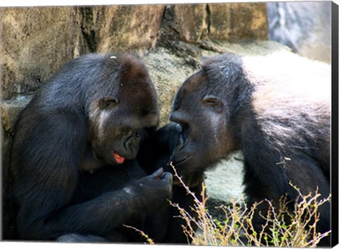 Framed Gorillas - Look what I found! Print
