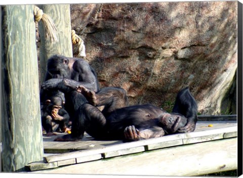 Framed Chimps - Just Chillin Print