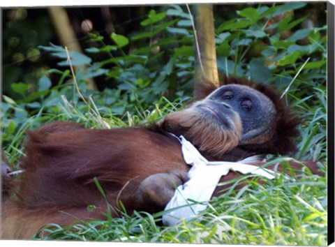 Framed Orangutan - Just about to take a nap Print