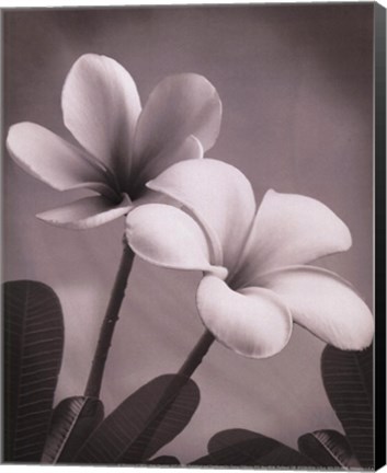 Framed Plumeria II - mini Print
