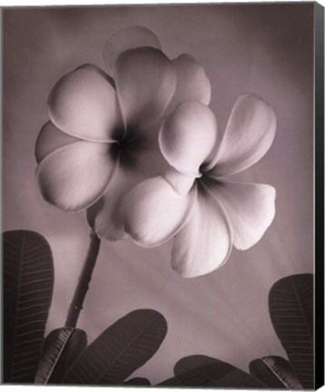 Framed Plumeria I - mini Print