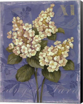 Framed Tardiva Hydrangea- mini Print