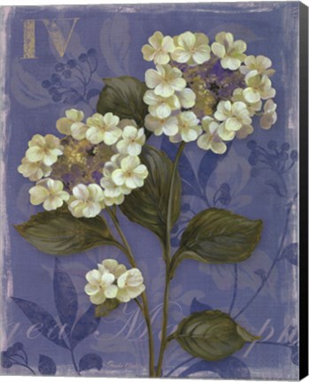 Framed Lace Hydrangea - mini Print