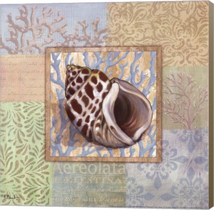 Framed Oceanic Shell Collage I Print