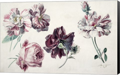 Framed Roses Print