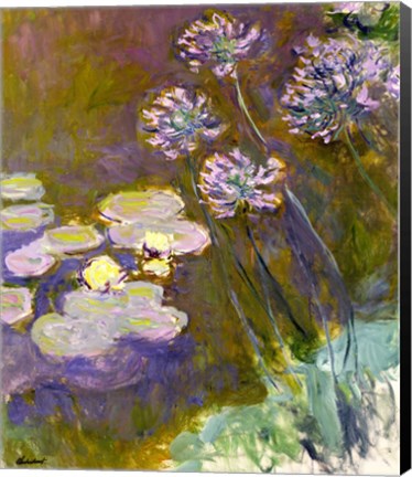 Framed Waterlilies and Agapanthus, 1914-17 Print