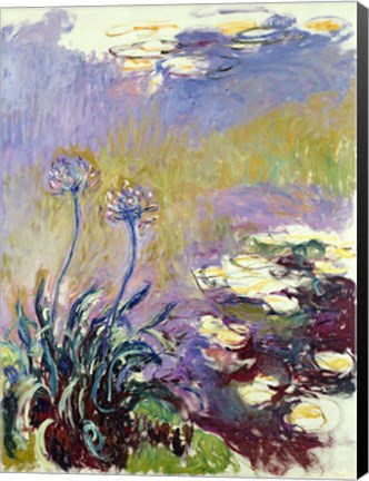 Framed Agapanthus, 1914-17 Print