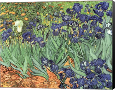Framed Irises, 1889 Print