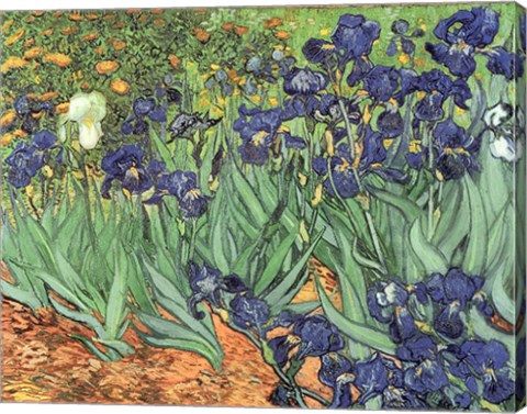 Framed Irises, 1889 Print