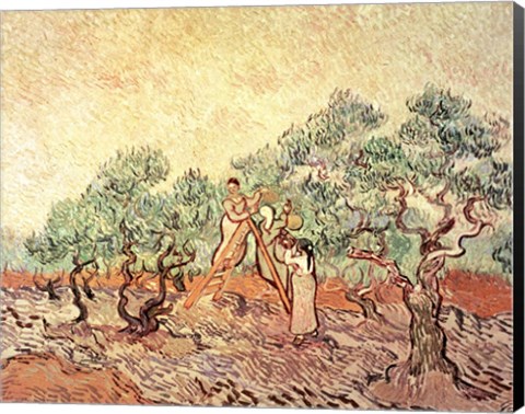 Framed Olive Grove, 1889 Print