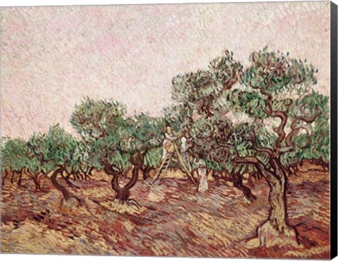 Framed Olive Pickers - picking Print