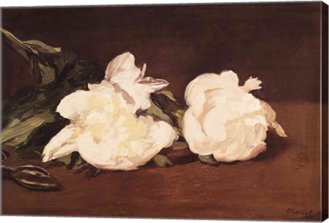 Framed Branch of White Peonies and Secateurs, 1864 Print