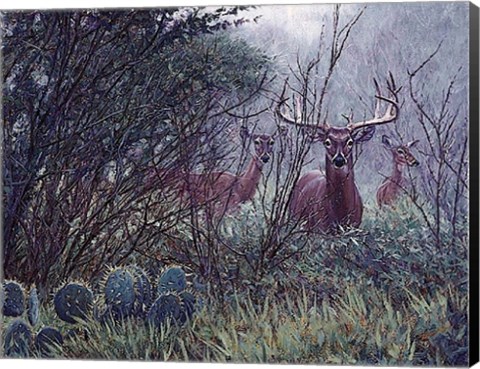 Framed Lone Star Whitetail Print