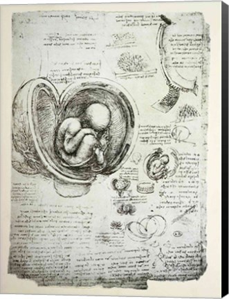 Framed Human Fetus in the Womb Print