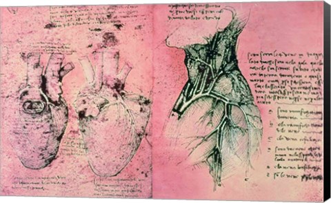 Framed Anatomical drawing of hearts and blood vessels Print