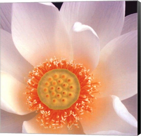 Framed Lotus I Print