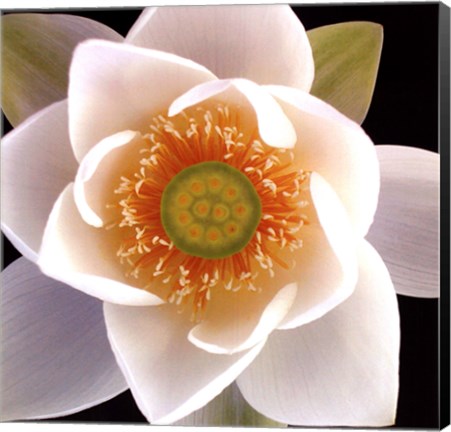 Framed Lotus II Print
