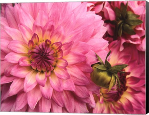 Framed Pink Dahlia Print