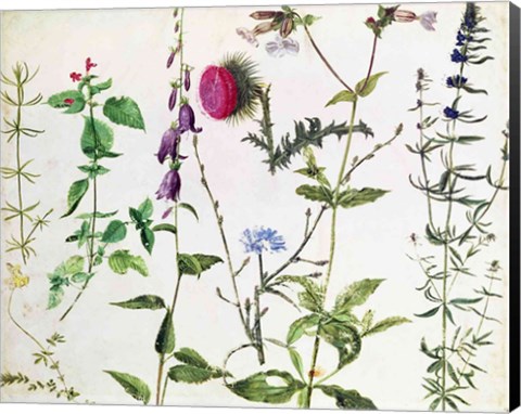 Framed Eight Studies of Wild Flowers Print