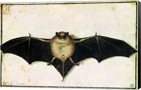 Framed Bat, 1522 Print