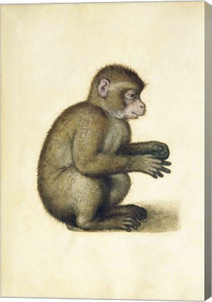 Framed Monkey Print