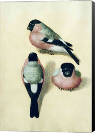 Framed Three studies of a bullfinch Print