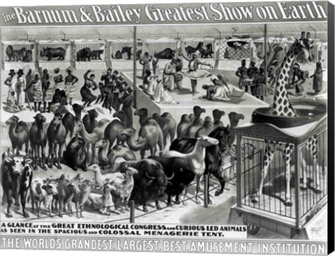 Framed &#39;The Barnum and Bailey Greatest Show On Earth&#39; Curious Animals Print