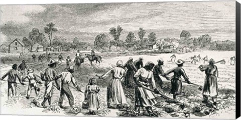 Framed Labour in the Cotton Fields, Hoeing the Young Plants Print