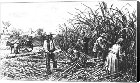 Framed Cutting Sugar Cane in the South Print