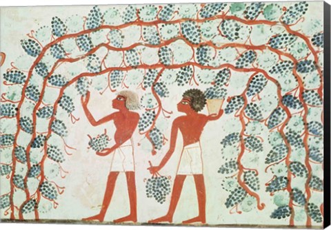 Framed Picking grapes, from the Tomb of Nakht Print