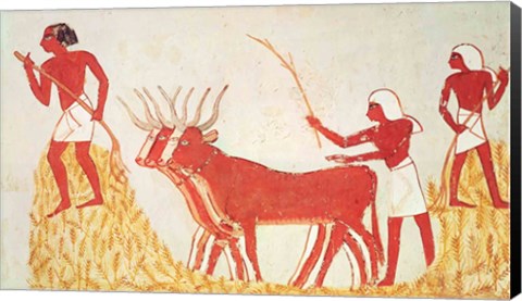 Framed Using cows to trample wheat, from the Tomb of Menna Print