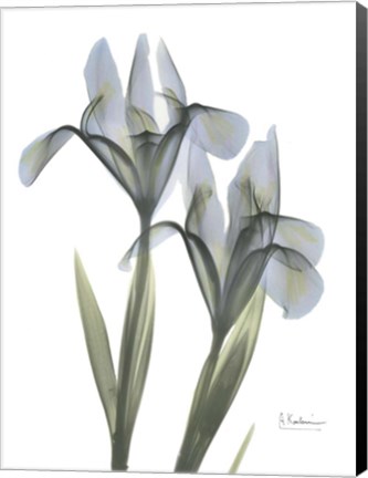 Framed Blue Floral X-ray Iris Print