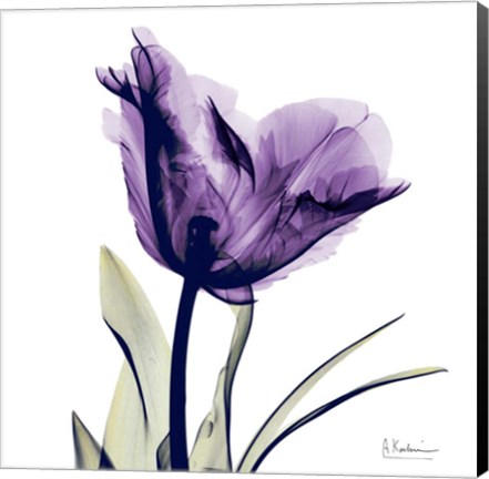 Framed X-ray Royal Purple Parrot Tulip Print