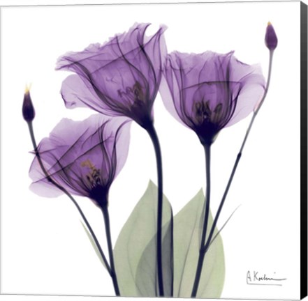 Framed X-ray Royal Purple Gentian Print