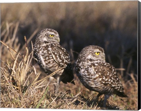 Framed Two Burrowing Owls Print